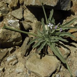 Matthiola parviflora