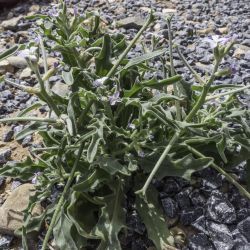 Matthiola parviflora