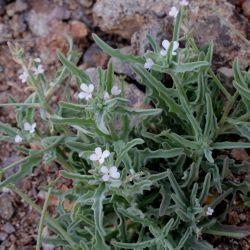 Matthiola parviflora