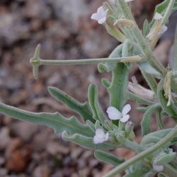 Matthiola parviflora