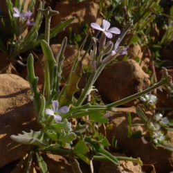 Matthiola parviflora