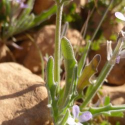 Matthiola parviflora