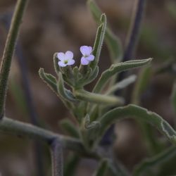 Matthiola parviflora