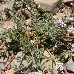 Morettia canescens