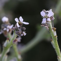Morettia canescens