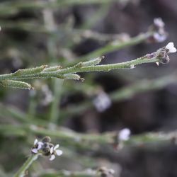 Morettia canescens