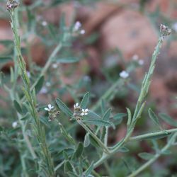 Morettia canescens