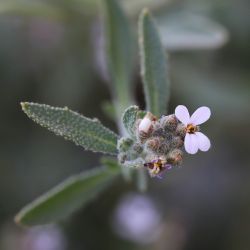 Morettia canescens