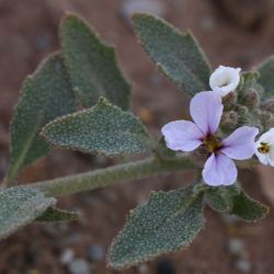 Morettia canescens