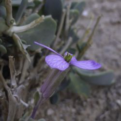Moricandia suffruticosa