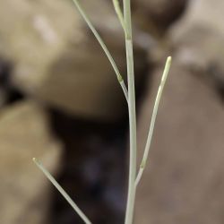 Moricandia suffruticosa