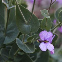 Moricandia suffruticosa