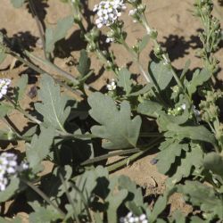 Muricaria prostrata