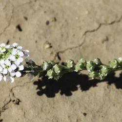 Muricaria prostrata