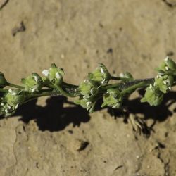 Muricaria prostrata