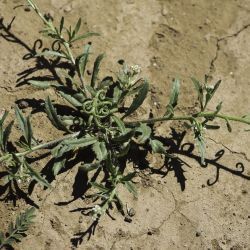 Neotorularia torulosa