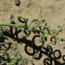 Neotorularia torulosa