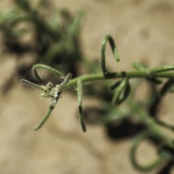 Neotorularia torulosa