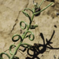 Neotorularia torulosa