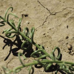 Neotorularia torulosa