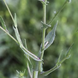 Neslia paniculata subsp. thracica