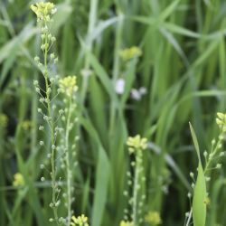 Neslia paniculata subsp. thracica