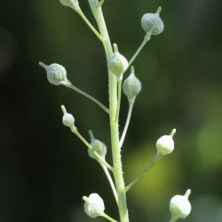 Neslia paniculata subsp. thracica