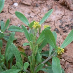 Notoceras bicorne