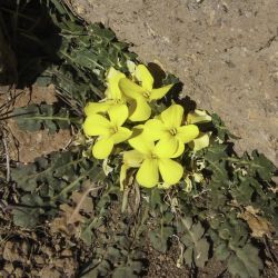 Raffenaldia primuloides