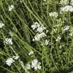 Rorippa africana subsp. mesatlantica