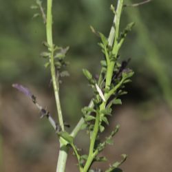 Rorippa africana subsp. mesatlantica