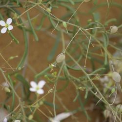 Savignya parviflora subsp. longistyla