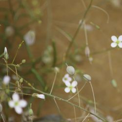 Savignya parviflora subsp. longistyla