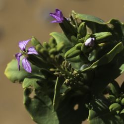 Schouwia purpurea