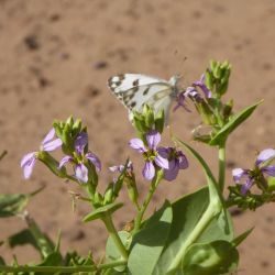 Schouwia purpurea