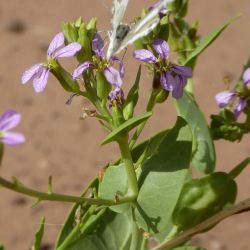 Schouwia purpurea