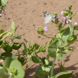 Schouwia purpurea