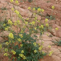 Sinapis alba