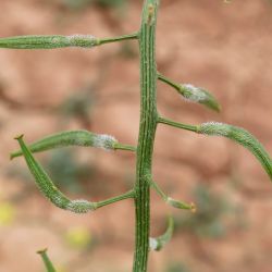 Sinapis alba