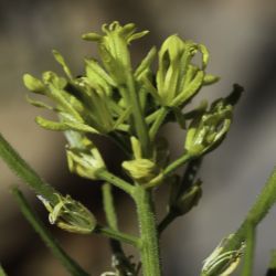 Sinapis flexuosa