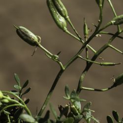Sisymbrella aspera subsp. munbyana