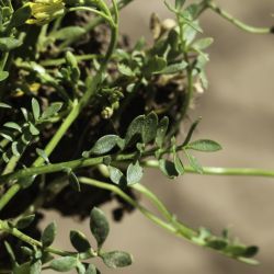 Sisymbrella aspera subsp. munbyana
