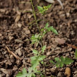 Sisymbrium erysimoides