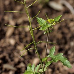 Sisymbrium erysimoides