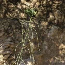 Sisymbrium macroloma