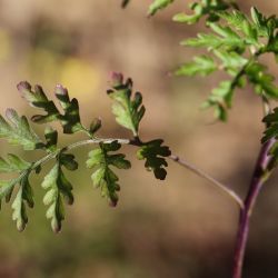 Succowia balearica