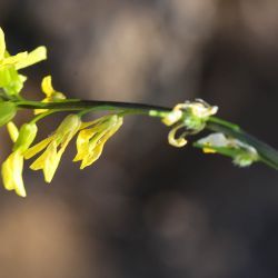 Succowia balearica