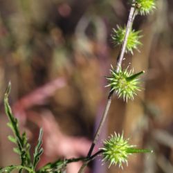 Succowia balearica