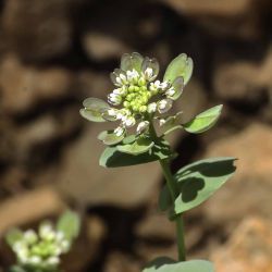 Thlaspi perfoliatum subsp. perfoliatum