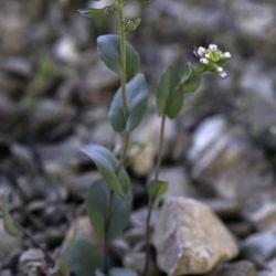 Thlaspi perfoliatum subsp. perfoliatum
